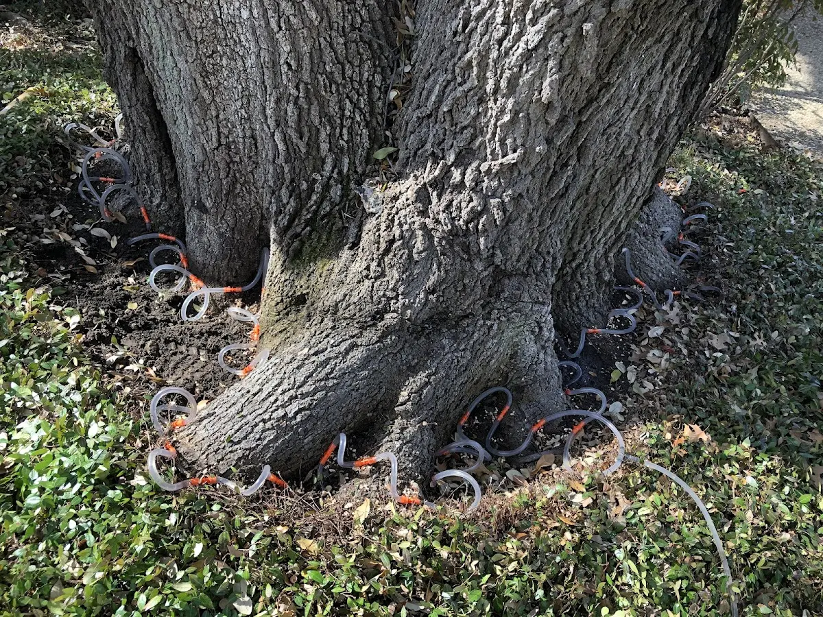 Detailed Tree Cabling and Bracing job site in Beverly