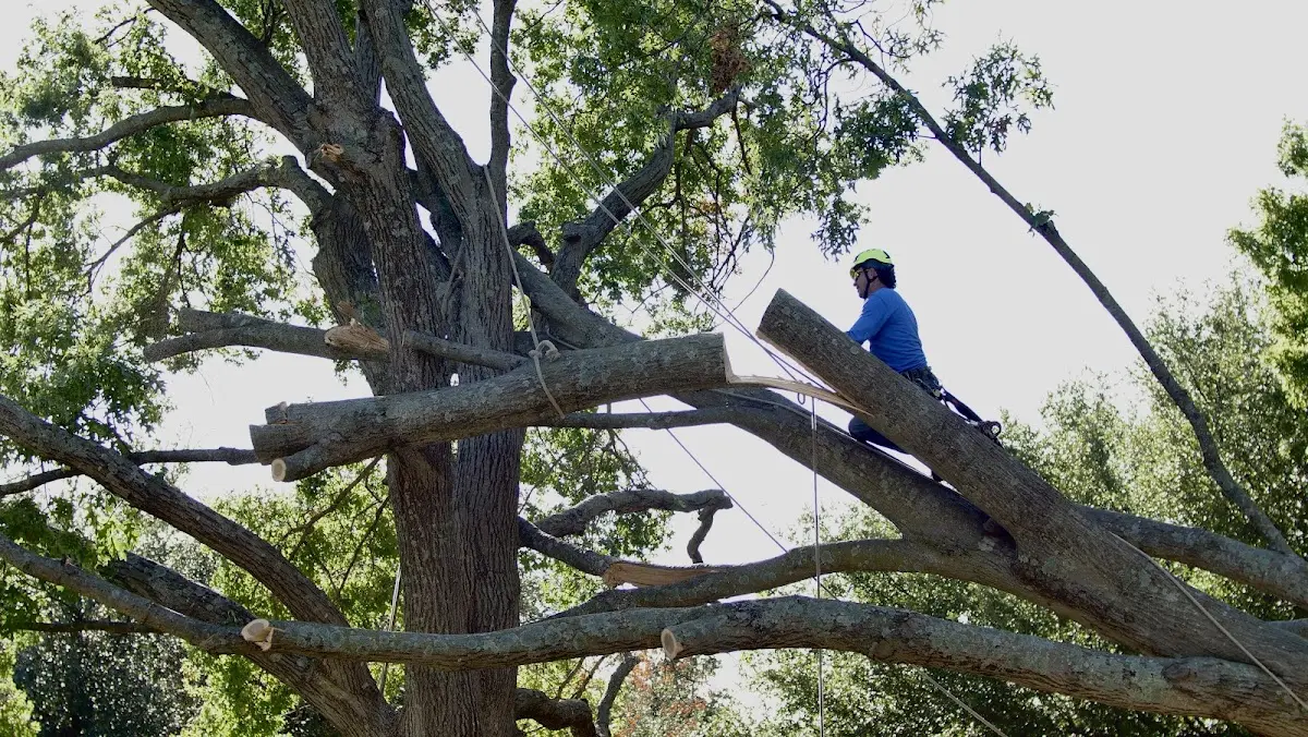 Professional Crown Thinning performed by certified arborists in Beverly