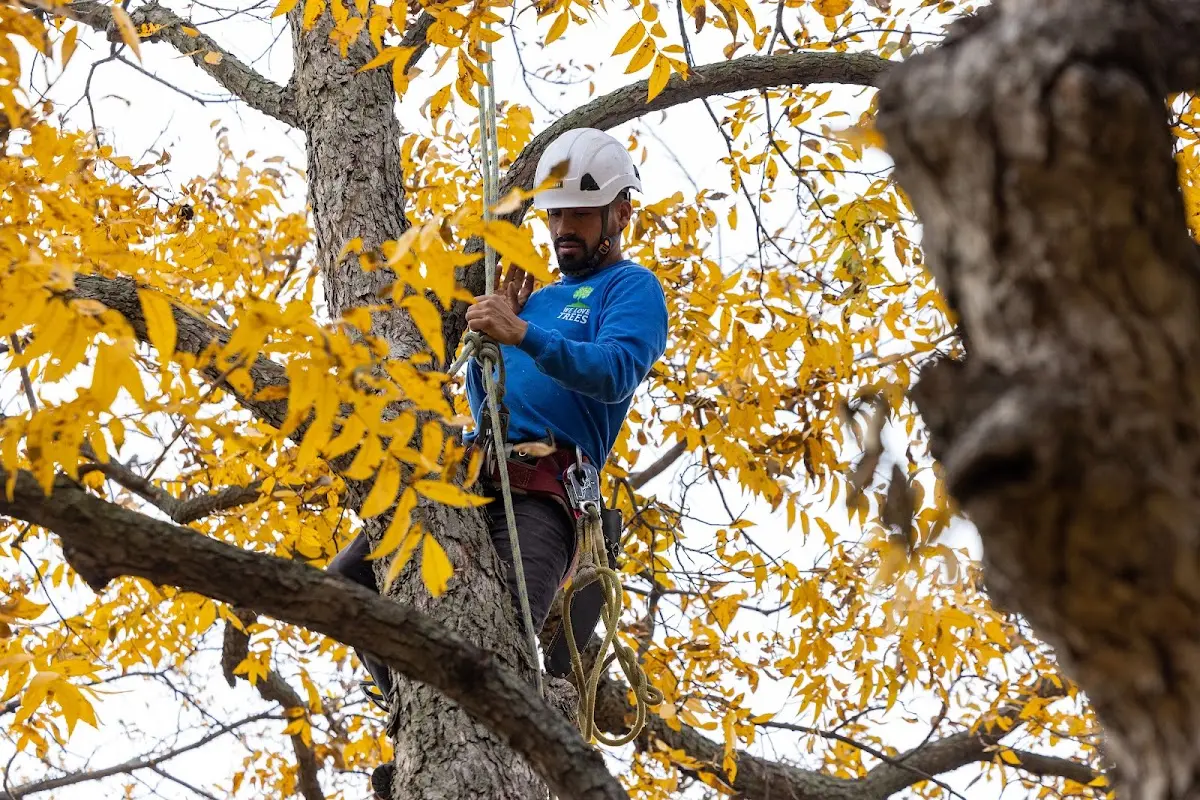 Skilled Tree Planing crew working in Beverly