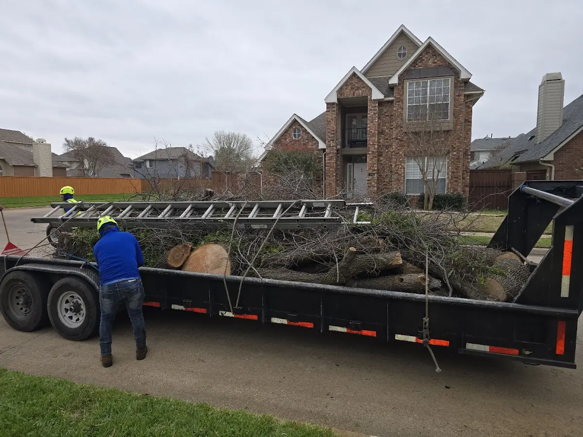 Expert Tree Fertilization with proper safety equipment in Beverly